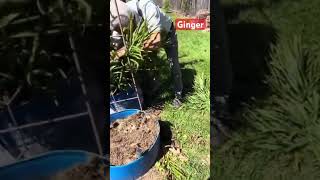 🥵 jalapenos ginger roots organic sustainability shorts shortsvideo PawpawSammyAlyBug [upl. by Aan]