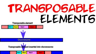 Transposable elements [upl. by Ogram]