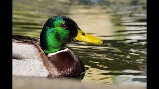 Amazing Mallard Duck Information [upl. by Aisital]