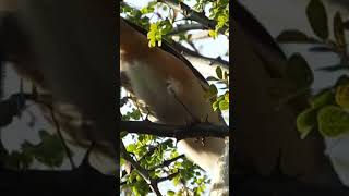 Long tailed shrike bird P 3 shortvideo viralshorts [upl. by Lorak314]