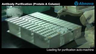 Antibody Purification Protein A Column [upl. by Enahpets]