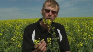 Canola Farmer Tim Wiens Describes a Canola Plant YouTube [upl. by Michaelina164]