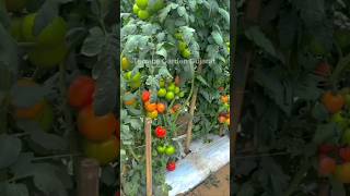 Tomato Plants Farming  growingvegetables gardening farming shotts shorts short viralvideo [upl. by Keating]