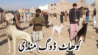 KohatDogMandi Pakistan ki sub se mashoor dog mandi [upl. by Chappie]