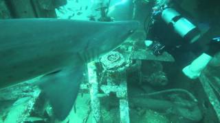 Shark Dive at Frying Pan Tower amp Greg Mickey Wreck [upl. by Ilram]