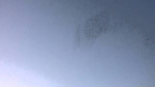 Murmuration of Starlings in Rome [upl. by Aluor]