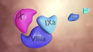 Coagulation Cascade Animation  Physiology of Hemostasis [upl. by Demha524]