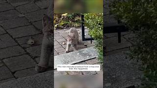 This man rescued a bobcat from a trap and then this happened animalshorts shortvideo [upl. by Pierette]