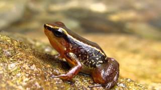 Santa Marta poison arrow frog Colostethus ruthveni Sierra nevada de Santa marta [upl. by Frasquito]