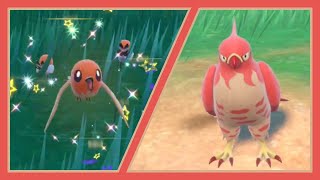 FULL ODDS SHINY TALONFLAME  Pokemon Violet Full Odds SBQ 1 [upl. by Ybsorc]