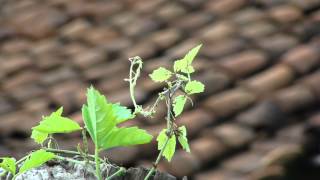 Forest Plants for Sickle Cell Anemia  Pankaj Oudhias Ethnobotanical Surveys1861 [upl. by Valley]