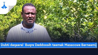 Dubti daqaaral Buqre Daddoosih taamak Massoowe Barnaamij [upl. by Arvell911]