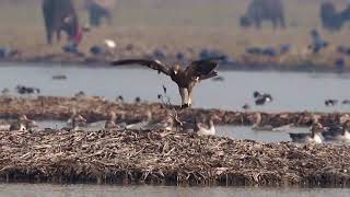 Master of Illusion The Booted Eagles Puzzling Performance in the Wetlands [upl. by Karon]