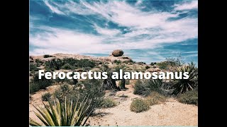 Ferocactus alamosanus shorts [upl. by Annala]