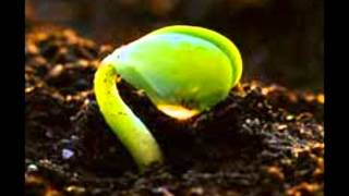 How A Seed Grows [upl. by Paco]