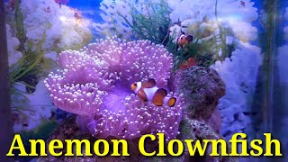 ANEMON CLOWNFISH [upl. by Linette169]