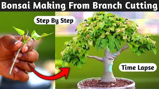 Bonsai Making From Branch Cutting [upl. by Oiznun36]