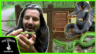 A PET SNAKE THAT DOESNT EAT RODENTS Snake Road Part 2 [upl. by Maje]