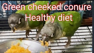 Green cheeked conure Healthy diet [upl. by Olimac]