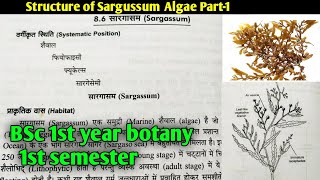 Sargassum algae structure part 1BSc 1st year Botany1st semester Microbiology and plant pathology [upl. by Treb]