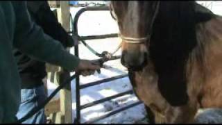 Using the Sierra Horse Halter in a Cross Tie [upl. by Shanks]