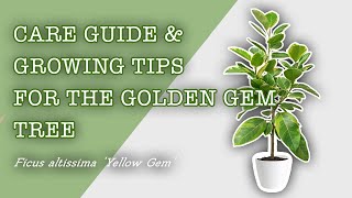 Growing amp Caring For the Ficus Altissima Yellow Gem Golden Gem Tree [upl. by Dupre749]