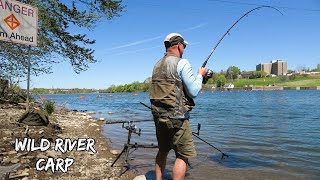 Wild River Carp Fishing  First 20 Pounder of the Year [upl. by Hamilton]