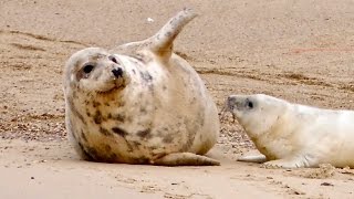 Grey Seals at Horsey  Norfolk Coast Tour  Minidocumentary [upl. by Adianes]