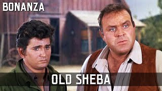 Bonanza  Old Sheba  Episode 178  TV Classic  Cult Western  Wild West  Cowboy [upl. by Sontag189]