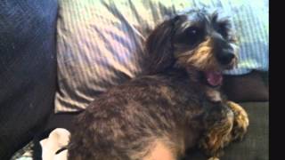 Ode to the Wire Haired Dachshund Louie [upl. by Hellah]