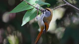 Blackthroated parrotbill [upl. by Pontius867]