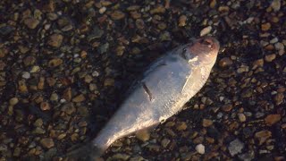 Fish rain from sky in Texarkana [upl. by Ayaladnot]