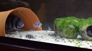 Frontosa Cichlids Eating Gulf Shrimp [upl. by Thamos857]