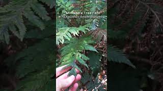 New Zealands Miniature Tree Fern botany [upl. by Connors84]