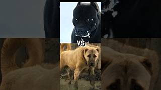 Pitbull VS TURKISH KANGALCANE CORSOGERMAN SHEPHERDMOST INTIMADATING DOG BREED [upl. by Aivatra251]