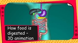 Science  How food is digested  3D animation  English [upl. by Ztnaj]