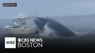 Whale capsizes boat off coast of New Hampshire [upl. by Gayelord]