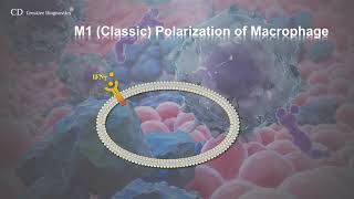 macrophage phenotype [upl. by Anayi990]