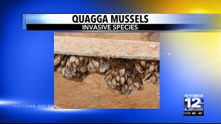 Invasive Quagga mussels found on Ashland boat [upl. by Karr]