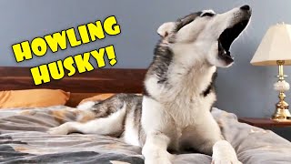 Howling Husky  My Dog Teaches Me to Howl [upl. by Rodney849]