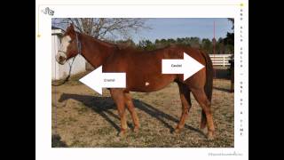 Equine veterinary terms directions explainedwmv [upl. by Notniuq]