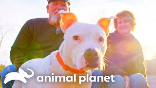 Deaf Pit Bulls Journey to a Loving Home  Pit Bulls amp Parolees  Animal Planet [upl. by Reddin]