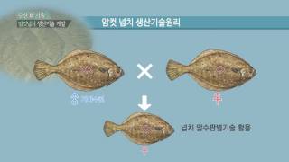 수산新기술 암컷넙치 생산기술 개발 [upl. by Wolfgang]