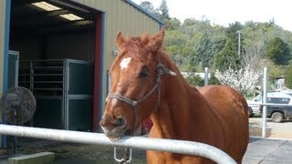 Horse cribbing  CribFree is the first two step training program that solves horse cribbing [upl. by Yejus]