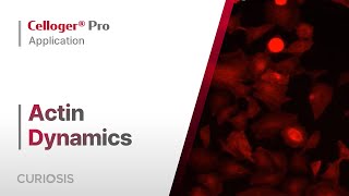 Celloger® Pro Application I Actin dynamics Depolymerization [upl. by Pittman]