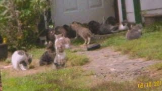 Feral cats out of control in Killingly [upl. by Natloz]