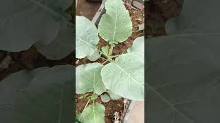 Cauliflower🥬growth after using bio enzyme vegetables kitchengardening ytshorts viralvideo fypシ゚ [upl. by Arthur]