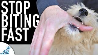 5 Ways You Are Making The Puppy Biting Worse [upl. by Etnahsa]