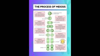 The process of MeiosisPhases of Meiosis meiosis biology [upl. by Piscatelli]