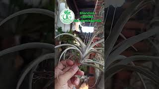 tillandsia capitata var domingensis [upl. by Clardy]